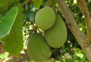 வறட்சியை தாங்கி வளரும் சுவீட் சாந்தோல் ரக பழம்