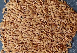 மூன்று பருவங்களிலும் சாகுபடிக்கு ஏற்ற நெல்லையப்பர் நெல்