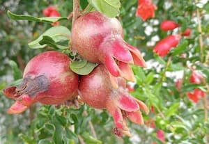  மாடி தோட்டத்திற்கு உகந்த பாகுவா மாதுளை